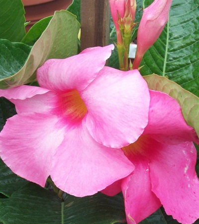 Mandevilla Alice Du Pont